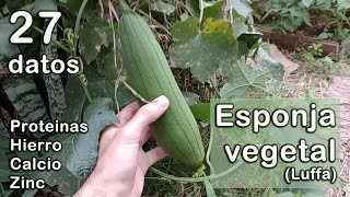 27 datos sobre la esponja vegetal luffa aegyptiaca [upl. by Haisi989]