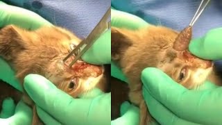 Removing A Large Botfly Maggot From Kittens Face Part 33 [upl. by Ykciv668]