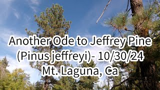 103024 Another Ode to Jeffrey Pine Mt Laguna Ca [upl. by Llemert]