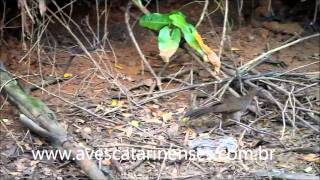 Aracuã Ortalis guttata Speckled Chachalaca MVI8254 [upl. by Anema]