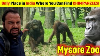 Only Place in India Where u Can Find CHIMPANZEES Mysore Zoo [upl. by Idurt132]