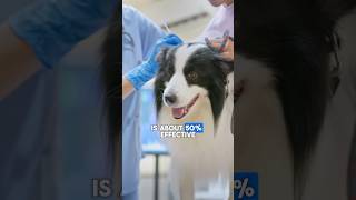 Kennel Cough Vaccine Does It Really Work Expert advice from Dr Sean McPeck shorts shortsvideo [upl. by Elish85]