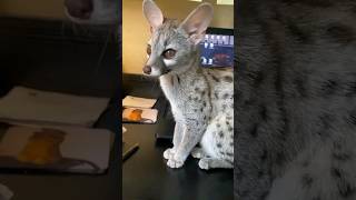 Genet shorts animals pets [upl. by Sieracki974]