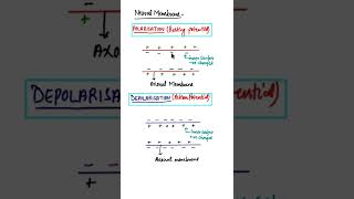 Polarisation amp Depolarisation of Neuron in hindi shorts neuralcontrolandcoordination [upl. by Theall925]