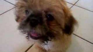 Lucky The Shih Tzu Puppy Barking [upl. by Siegfried448]