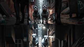 CANE CORSO VS DOGO ARGENTINOROTTWEILERGERMAN SHEPHERD AND OTHERSWHO WILL WIN [upl. by Anytsyrk612]