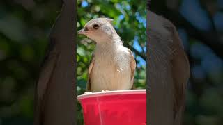 black capped and titmouse birds nature [upl. by Dniren]