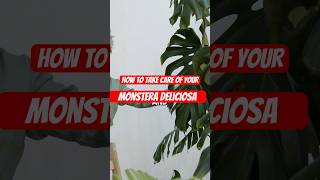 How to take care of your Monstera Deliciosa monsteraplant houseplant howto [upl. by Kemble425]