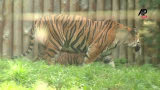 Four young Sumatran tigers in Wroclaw zoo [upl. by Towbin]