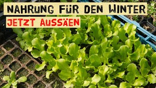 Jetzt noch selber aussäen  Salat und Gemüse im Winter anbauen  Asiasalate Postelein Aussaat [upl. by Lundin325]