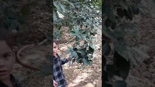 Nature plants  tree lemon clove bayleaf [upl. by Drofkcor]