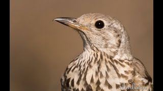 ZORZAL CHARLO  MISTLE THRUSH  Turdus viscivorus 4K [upl. by Haggai]