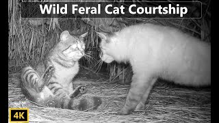 Wild Feral Cat Mating Courtship Documentary [upl. by Nosredna811]