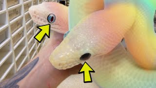 MY WHITE RAINBOW SNAKES HAVE TWO DIFFERENT COLORED EYES  BRIAN BARCZYK [upl. by Pevzner]