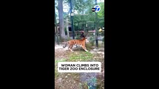 Woman climbs into zoo enclosure tries to pet tiger [upl. by Quartana922]