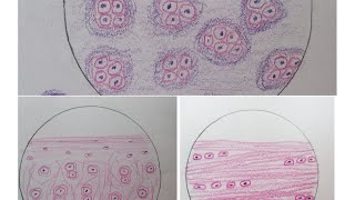 Histology of Cartilage  step by step drawing with brief description [upl. by Weiler341]