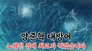 대방어로 대한민국 1위 했습니다 ｜ 양준혁 대방어 노량진 경매 1위 한 날 [upl. by Acinoed]