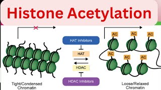 Part4 Histone Acetylation Regulation of gene expression in Eukaryotes Molecular biology [upl. by Barbabas361]