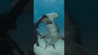 Great Hammerhead Shark [upl. by Adieno423]