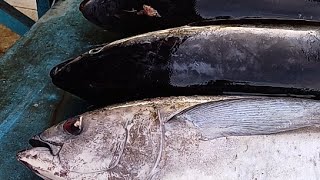 Live 16 Aug 24 ‼️🔥 Cutting fresh yellowfin tuna by skilled hands at Sorong Fish Market West Papua [upl. by Anawaj126]