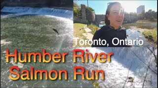 Salmon RUN TORONTO ONTARIO  Pretty Inspiring [upl. by Katharyn]