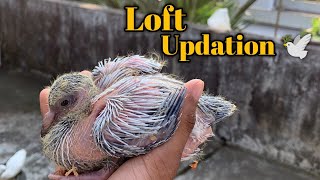 Parava Loft updation🕊️💗 Nagercoil unlimited pair [upl. by Prue13]