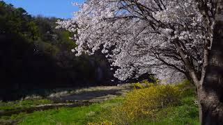 Instrumental Musik Japanese Serene  Sakura Blossom  Denting Piano Yang Terdengar Sangat Indah [upl. by Kred304]