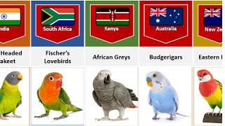 Parrot Breeds From Different Countries [upl. by Benilda]