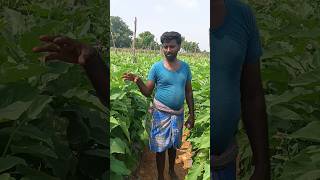 How to grow brinjal crop excellently explained by our village farmerfarmingagriculturebrinjal [upl. by Brinkema254]