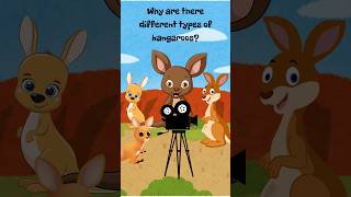 Meet the Different Kangaroo Species – Fun Facts for Kids [upl. by Vitoria]