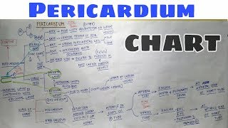 Pericardium  Part 2  Parietal and Visceral Layer  Thorax Anatomy [upl. by Nodanrb409]