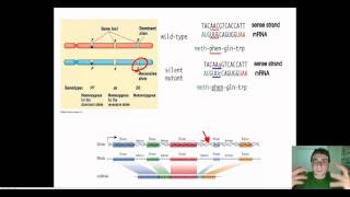 Mutations in Genetics Cytology amp Evolutionary Terms [upl. by Ansilma792]