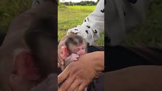 newbornbabymonkey monkeyvideo monkeybaby Johnson Jackie [upl. by Amalie]