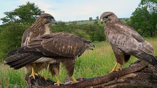 Common Buzzard Fledglings Learn to Fend for Themselves  Discover Wildlife  Robert E Fuller [upl. by Yadnil]