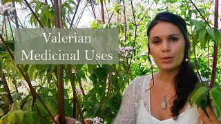 Medicinal Uses of Valerian Valeriana officinalis [upl. by Holzman]