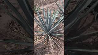 Daños de herbicida en Agave [upl. by Newbill159]