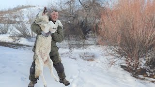 10 лет они резали скот безнаказаннодобыл ОГРОМНОГО волка wolf survivalwolf hunt [upl. by Bryant]