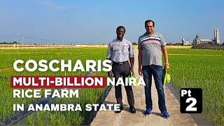 The Potentials and Challenges of Rice Farming in Nigeria with Dr Cosmos Maduka Pt 2 [upl. by Ynittirb]