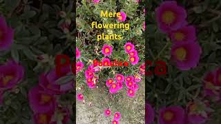 my beautiful flowering😊👍 plantfloweringplant shorts viralvideo [upl. by Sergio]