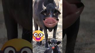 Jaldi khana Lao re 🫣🤣🤯 funny comedy comedyvideo cow funnycomedy cartoon [upl. by Hayse]