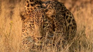 Man eating Leopard who ate his victims on tree tops and died there when shot dead [upl. by Yelyab]