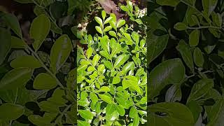 Winter Care Tips For Plants plantcare wintergarden youtubeshorts permanentplants gardening [upl. by Pompei]