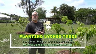 How to Plant Lychee  Planting a Litchi  Litchi Tree  Lychee Farm in Florida [upl. by Grenville]