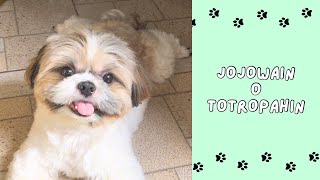 Jojowain o Totropahin 🐾 Batuta Edition 🤣 [upl. by Hsemin167]