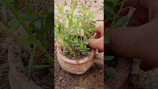 How to grow mose rose purtulaca flowers plants shorts [upl. by Aniretac]