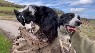 Three amazing sheepdogs herding sheep in Scotland [upl. by Marlene]