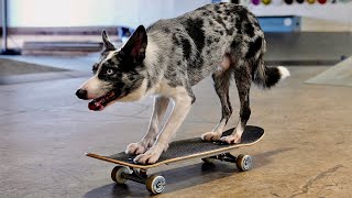 SKATEBOARDING DOG [upl. by Stilla]