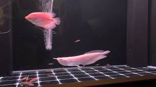 arowana fish aquarium arowanalovers [upl. by Afira]