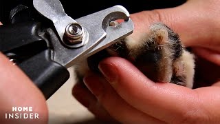 How To Trim Dog Nails Safely [upl. by Enilec]