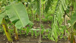 subhash palekar 5 layer natural farming  agriculture friend [upl. by Nnhoj190]